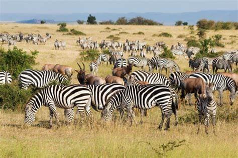 Image of maasai mara national reserve