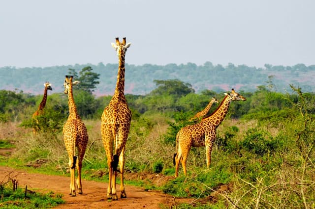 Image of akagera_national_park