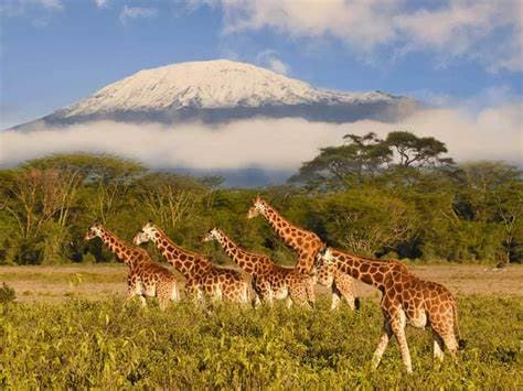 Image of amboseli_national_park
