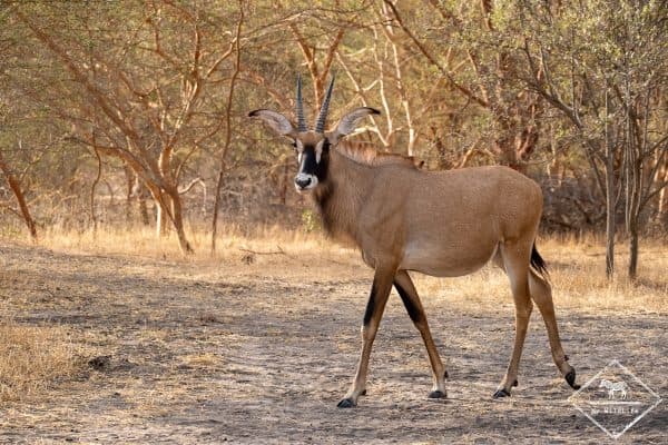 bandia_wildlife_reserve
