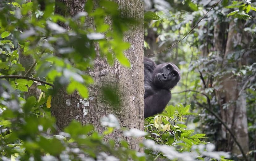 dzanga_sangha_reserve